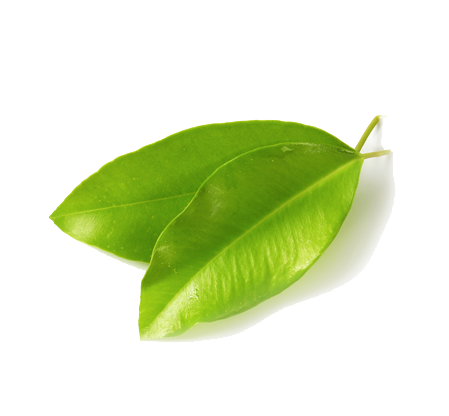 Blog Shape